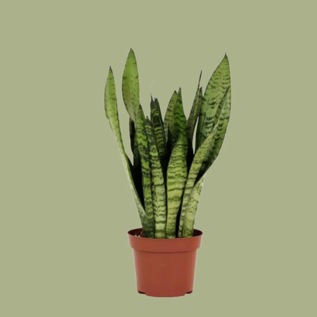 Espada de São Jorge