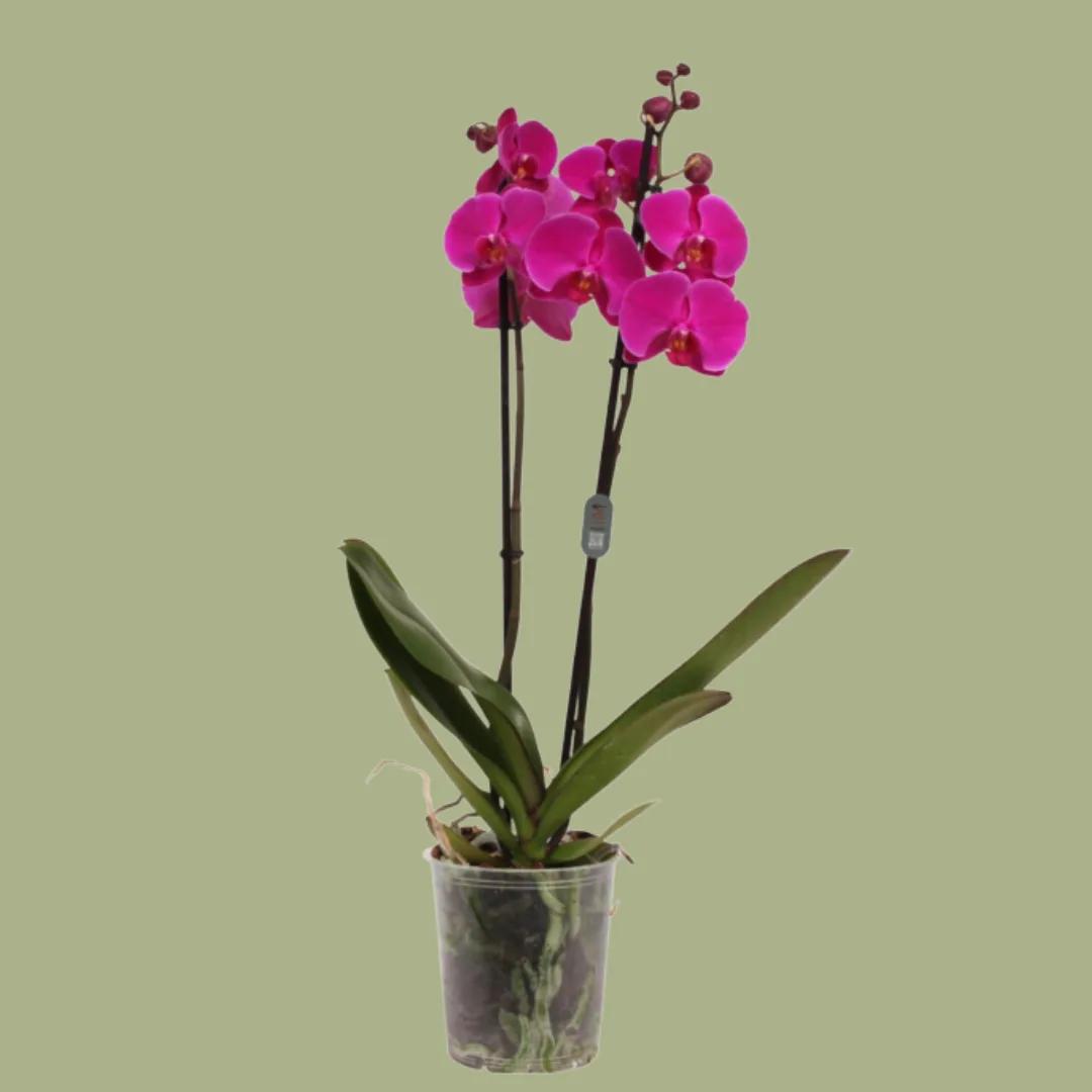 Orquídea
