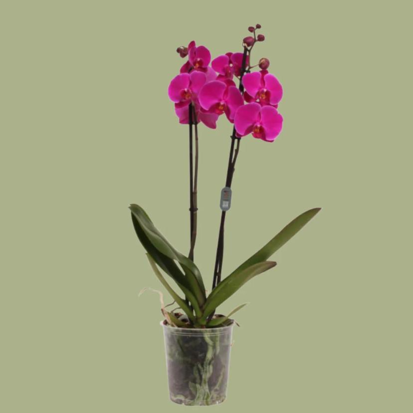 Orquídea